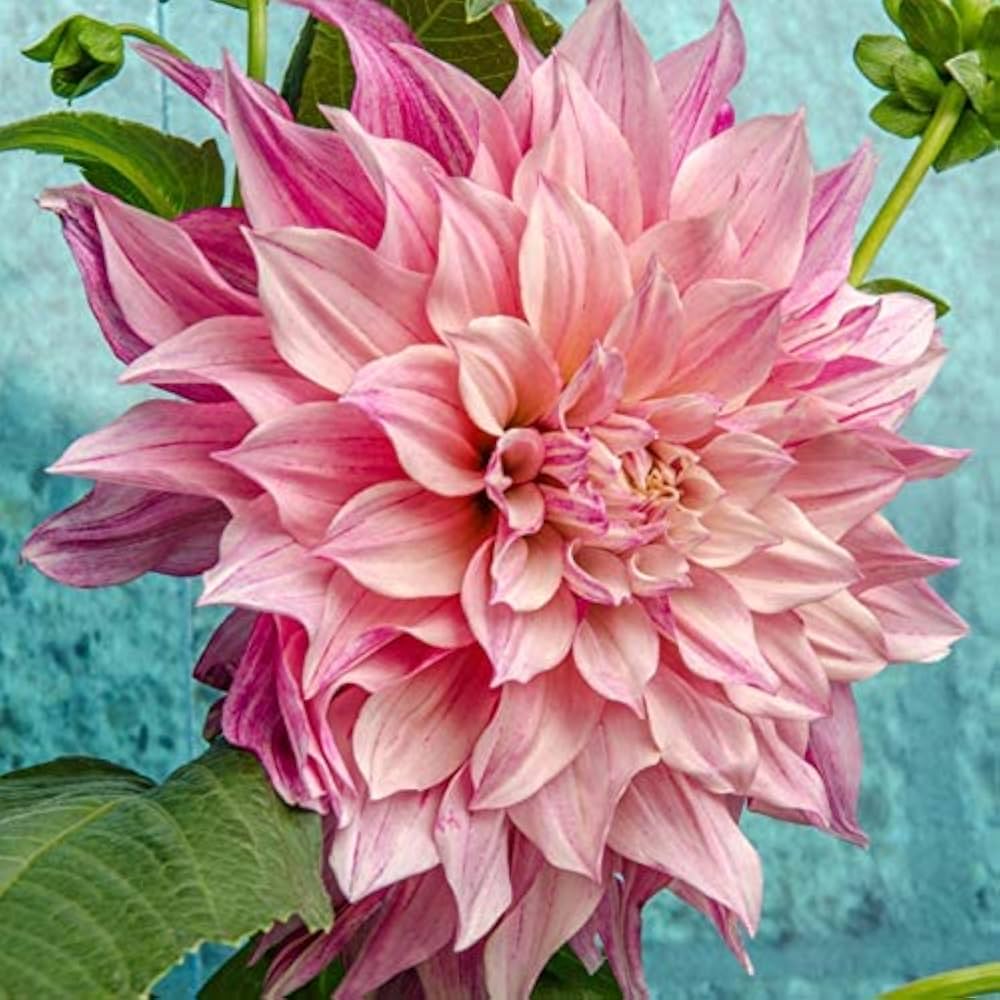 Pale Rose Dahlia Flower Seeds for Planting Cut Flower Favorite Heirloom & GMO Free Seeds for Home Garden
 
 Sale