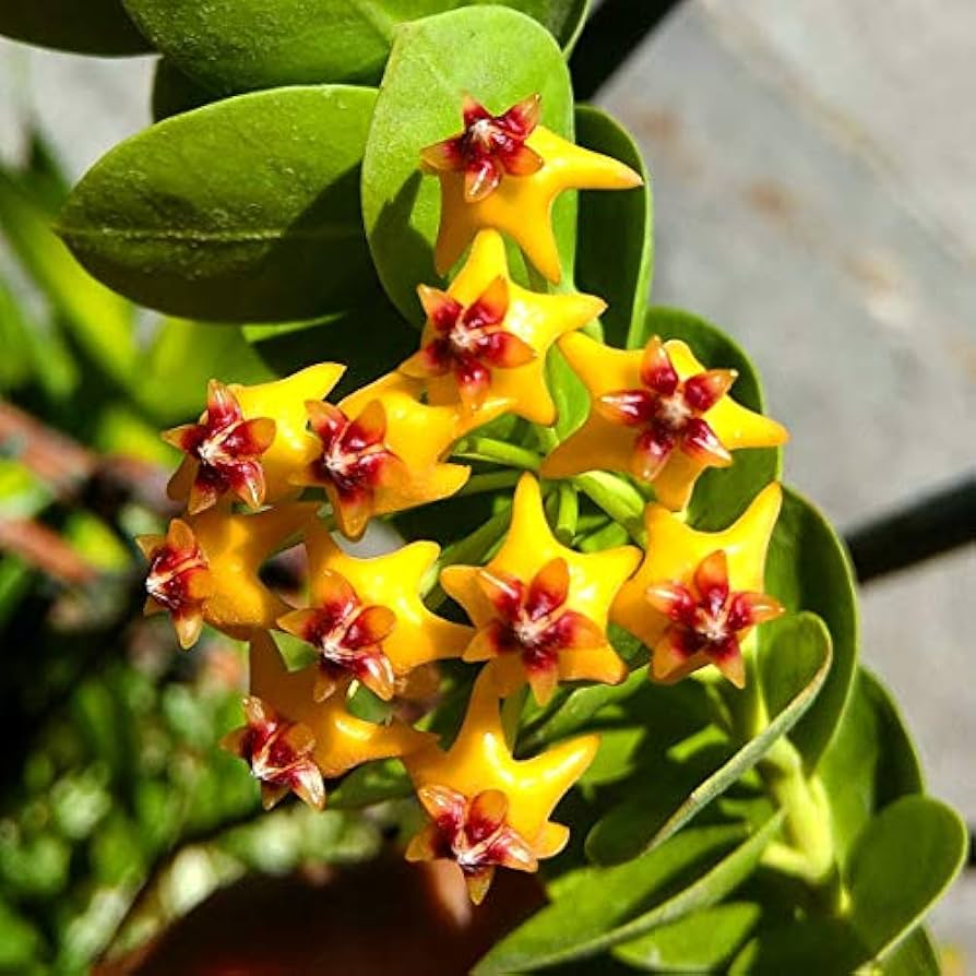 Hoya Bloom Flower seeds for Planting - Drought Tolerant, Heirloom & GMO Free Seeds for Home Garden