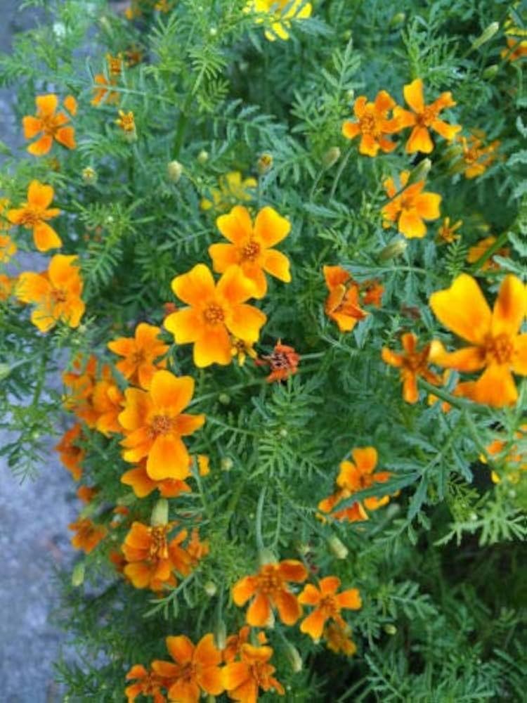 Yellow Signet Marigold Flower seeds for Planting - Compact Growth, Heirloom & GMO Free Seeds for Home Garden
