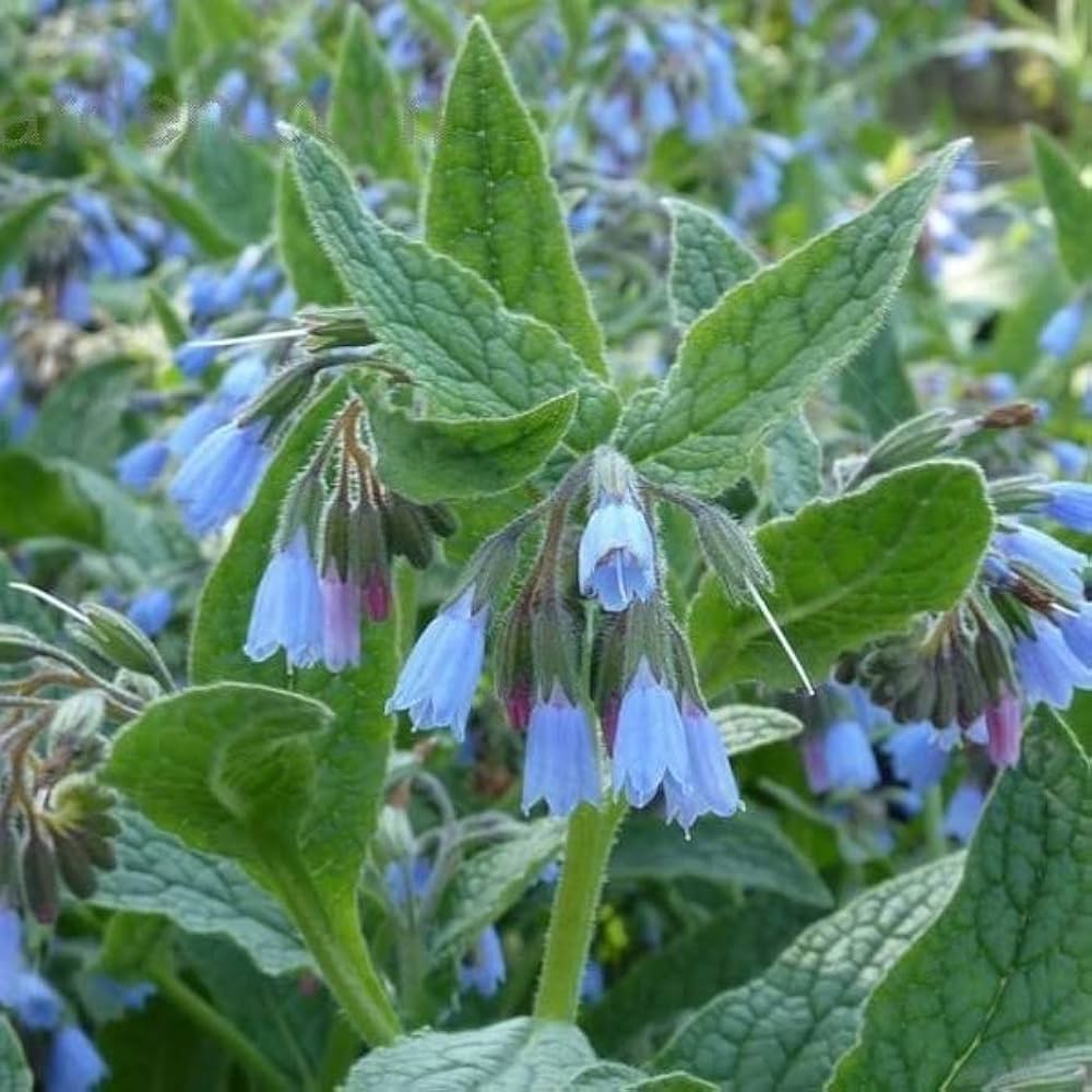 Pink Symphytum Flower seeds for Planting - Vibrant Colors, Heirloom & GMO Free Seeds for Home Garden