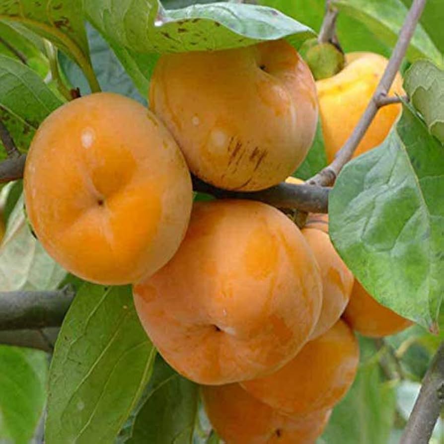 Orange Diospyros Seeds  Perfect for Your Garden