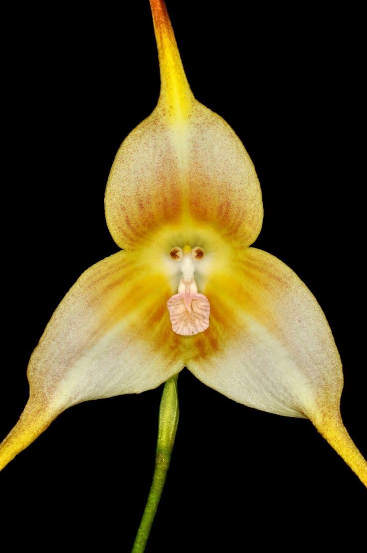 Monkey (Monkey Orchid) seeds for planting in home garden