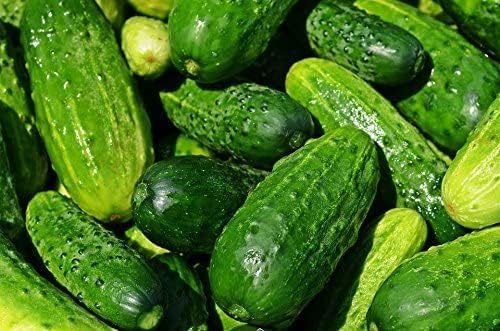 Straight Eight Cucumber Seeds for Crisp, Sweet Cucumbers