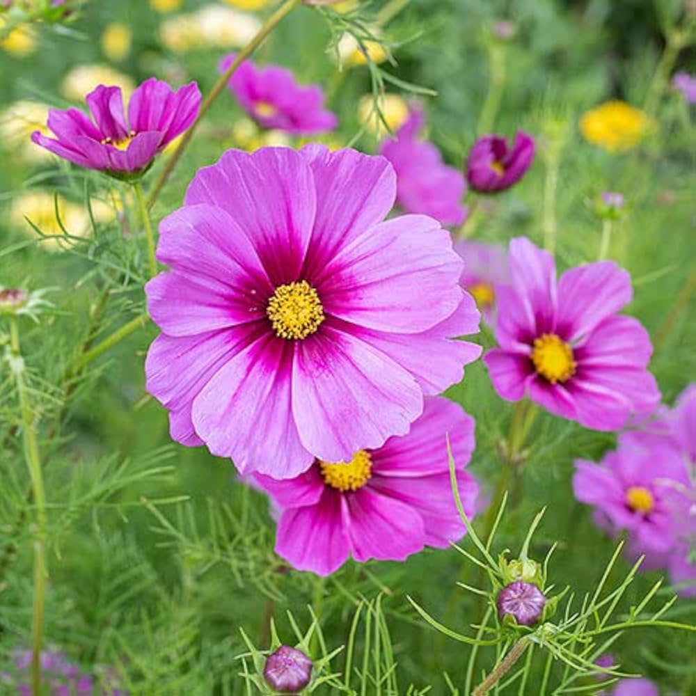 Kosmos-Blumensamen Cosmos bipinnatus Flower Seeds blooming in flower beds, containers, borders, and pollinator-friendly gardens