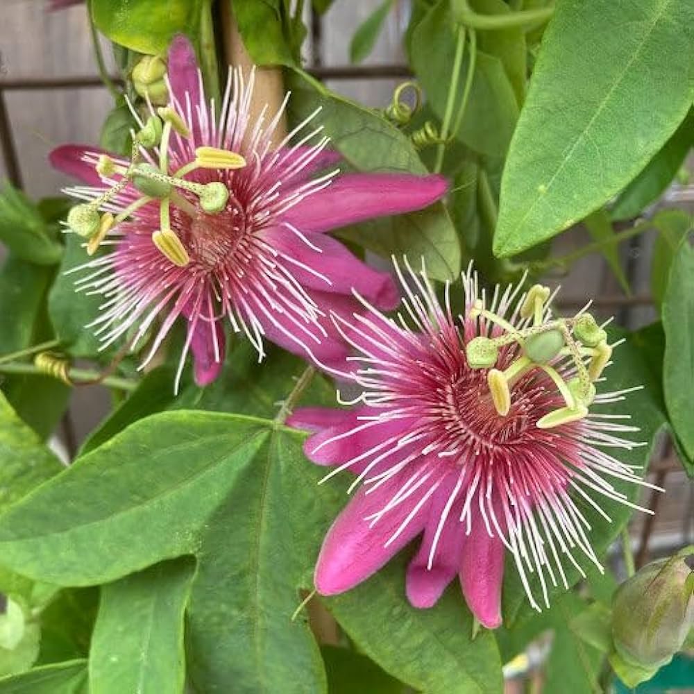 Pink and White Passion Flower Seeds for Planting Heirloom Non-GMO Seeds