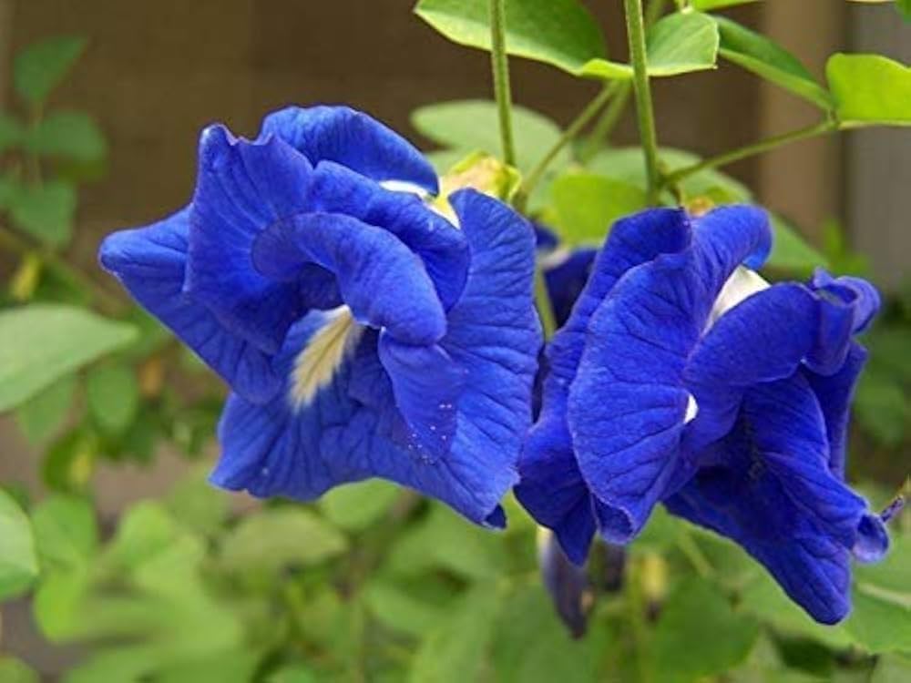 Mix Ternatea Flower seeds for Planting - Hardy Variety, Heirloom & GMO Free Seeds for Home Garden