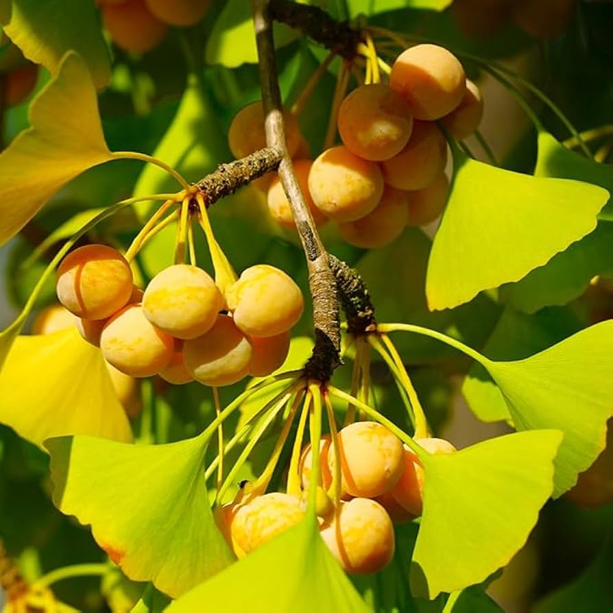Ginkgo Seeds: Complete Planting Guide for Successful Growth