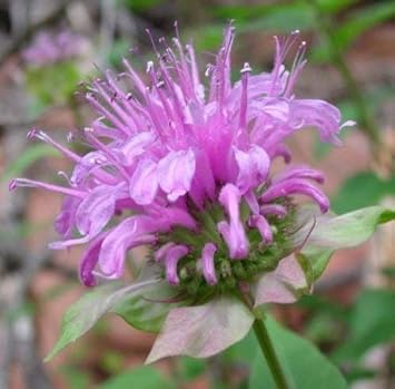 Purple Monarda Fistulosa Flower seeds for Planting - Sun Loving, Heirloom & GMO Free Seeds for Home Garden
 
 Sale seeds for planting in home garden