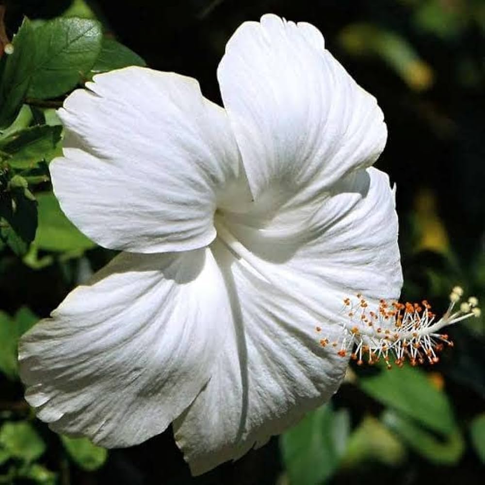 Hibiscus Hibiscus rosa-sinensis for planting in ornamental garden