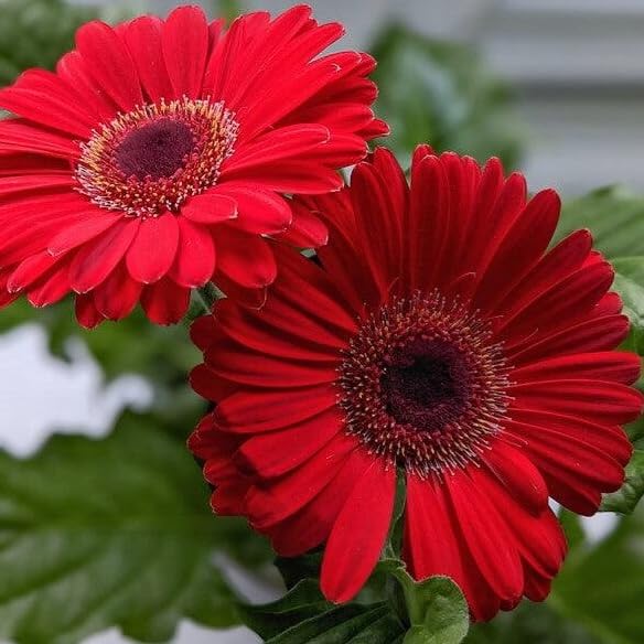 Gerbera Seeds for Planting Gerbera Jamesonii flower bed pollinator garden