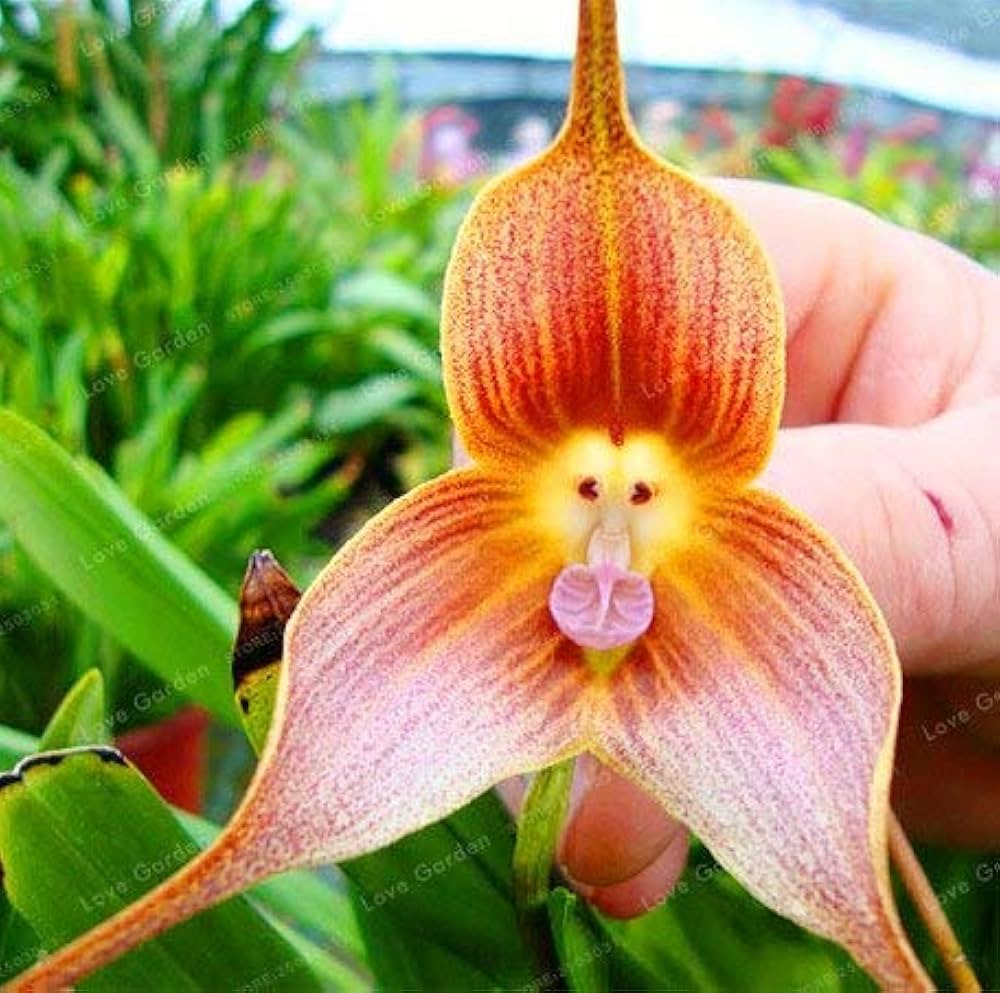 Heirloom Pink Monkey Face Orchid Flower seeds for Planting - Low Maintenance, Heirloom & GMO Free Seeds for Home Garden