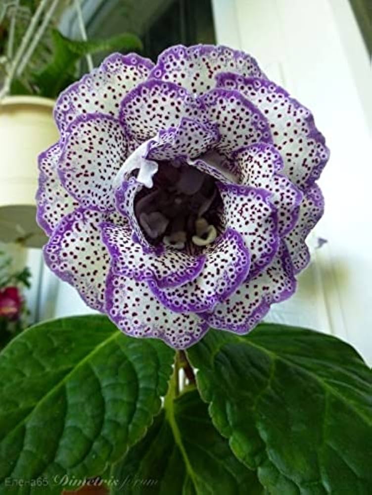 Mixed Gloxinia Gloxinia spp. Flower Seeds for Planting in Flower Bed