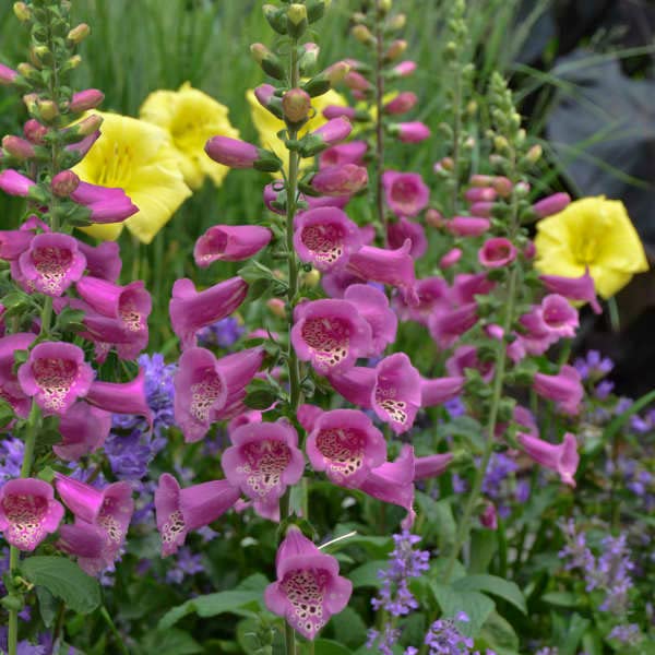 Foxglove Seeds for Planting Digitalis purpurea for flower beds and cottage gardens
