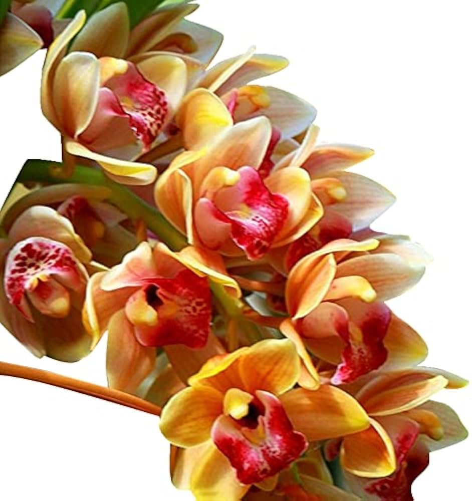 White Mix Cymbidium Maxillaria Flower Seeds for Planting Sun Loving Heirloom & GMO Free Seeds for Home Garden
 
 Sale
