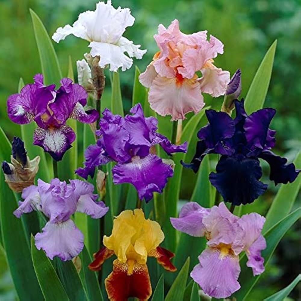 Mixed Iris Bearded Semi Iris Bonsai Rare Color Seeds
