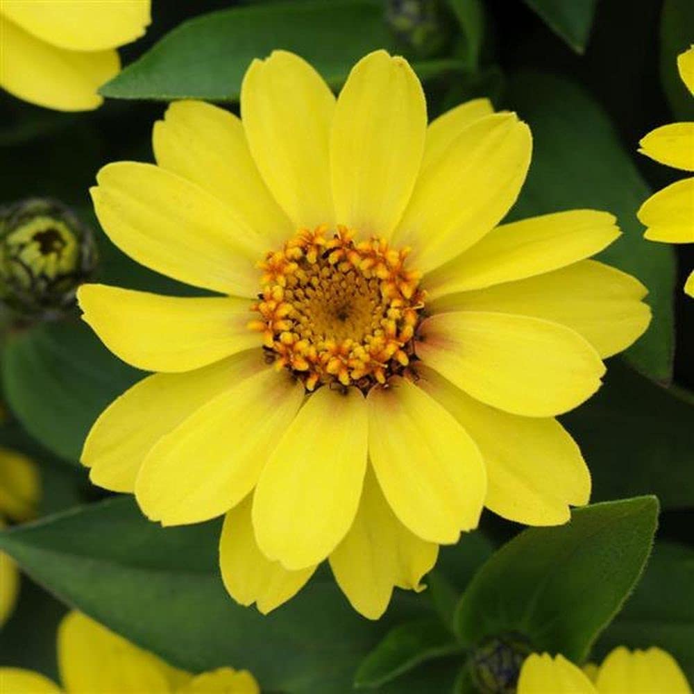 Light Yellow Zinnia Flower seeds for Planting - Fragrant Blossoms, Heirloom & GMO Free Seeds for Home Garden