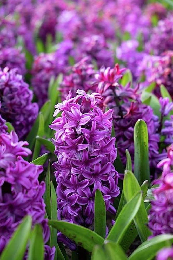 Hyacinth Purple Flower seeds for Planting - Compact Growth, Heirloom & GMO Free Seeds for Home Garden