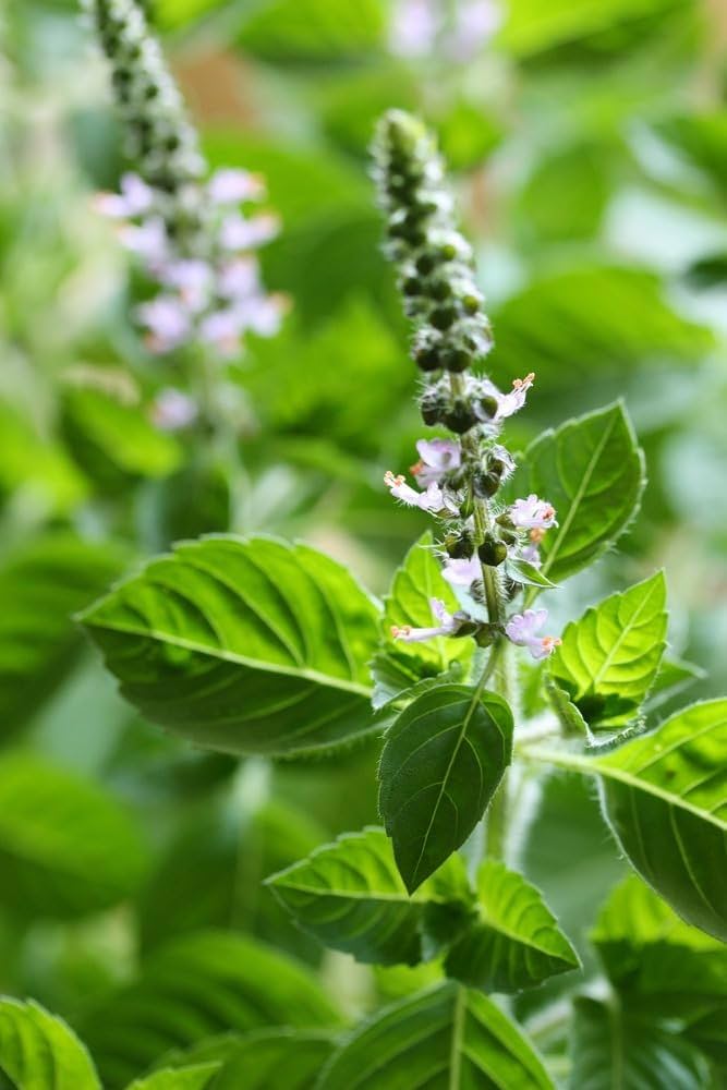 Basil Scented Flower seeds for Planting - Drought Tolerant, Heirloom & GMO Free Seeds for Home Garden