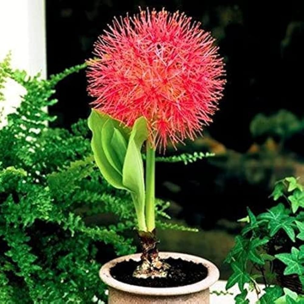 Lilienblumensamen lily flower seeds
