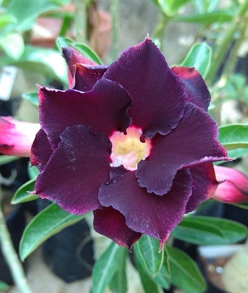 Dark Purple Adenium Obessum Flower seeds for Planting - Shade Tolerant, Heirloom & GMO Free Seeds for Home Garden