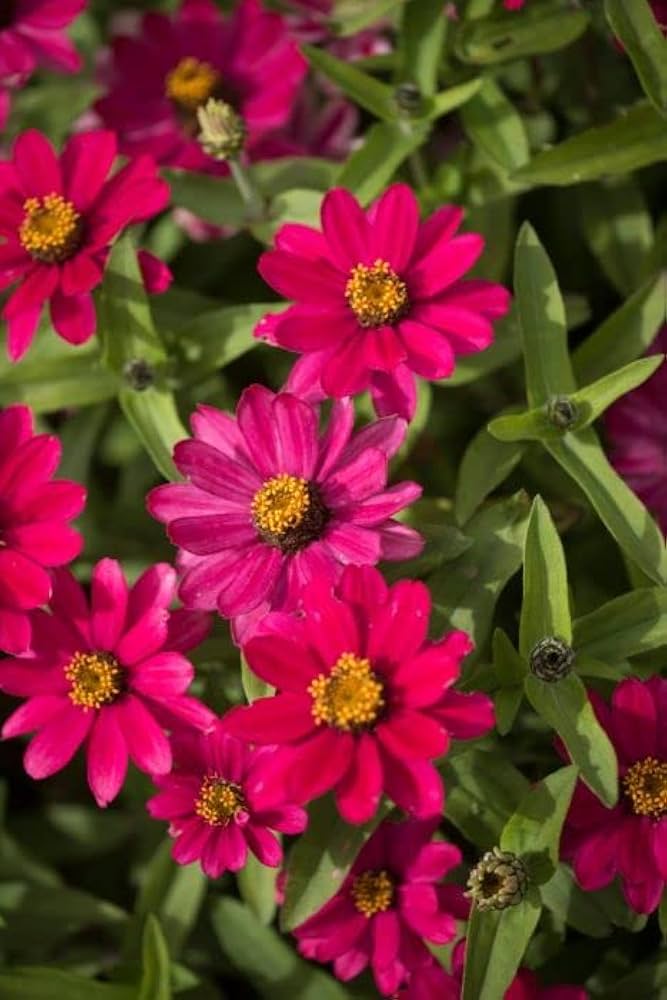 Zinnia Zinnia elegans Seeds for Planting in Flower Bed