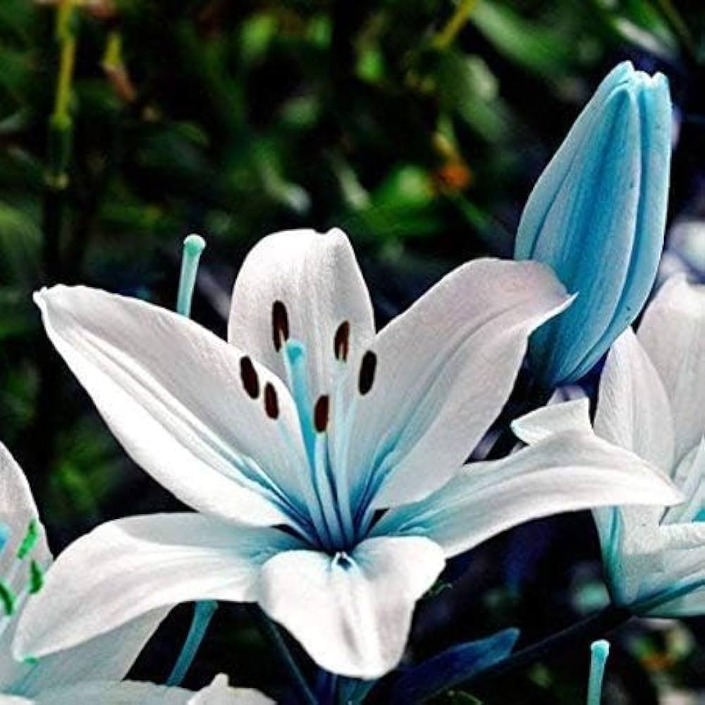 Lilium Flower seeds for Planting - Low Maintenance, Heirloom & GMO Free Seeds for Home Garden
