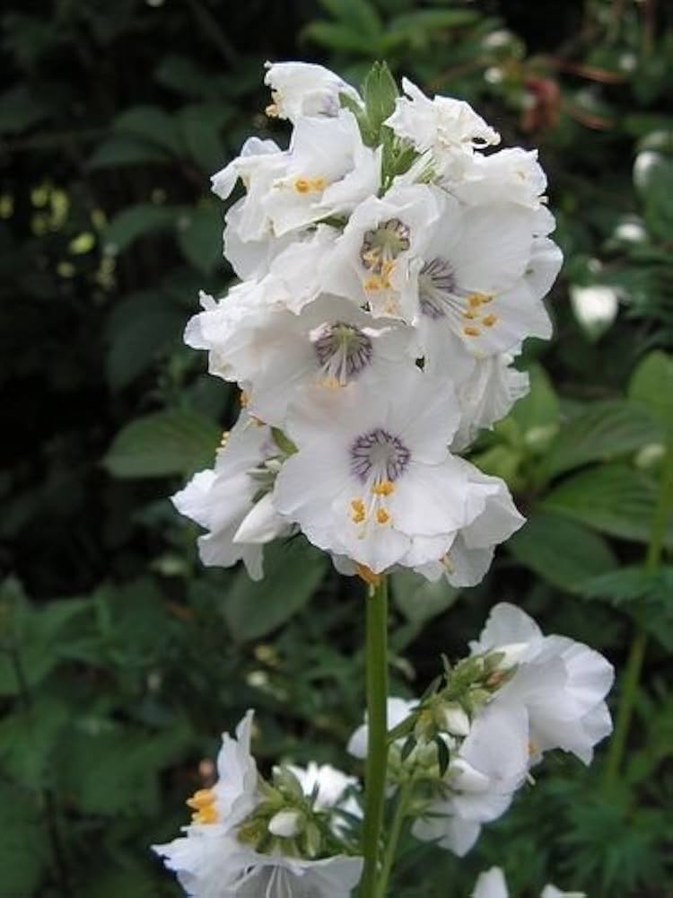 Polemonium Bianco Perla Polemonium caeruleum Seeds for Planting - Ideal for Flower Bed & Home Garden