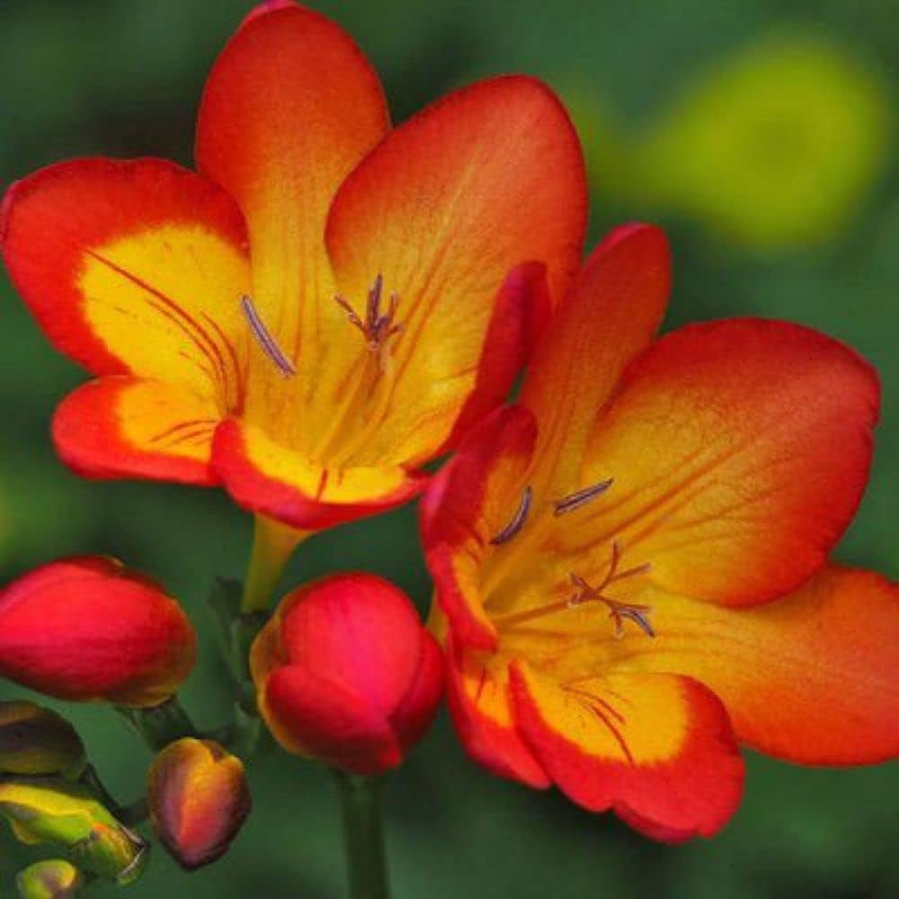 Red Freesias Flower seeds for Planting - Colorful Display, Heirloom & GMO Free Seeds for Home Garden