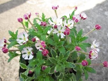 White Pink Zaluzianskya Flower Seeds - Flower seeds for Planting - Vibrant Colors, Heirloom & GMO Free Seeds for Home Garden
 
 Sale for planting in home garden.