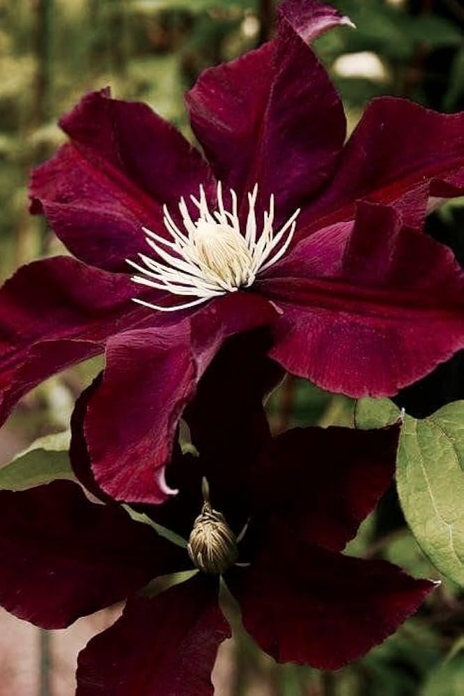 Maroon Clematis Flower seeds for Planting - Drought Tolerant, Heirloom & GMO Free Seeds for Home Garden