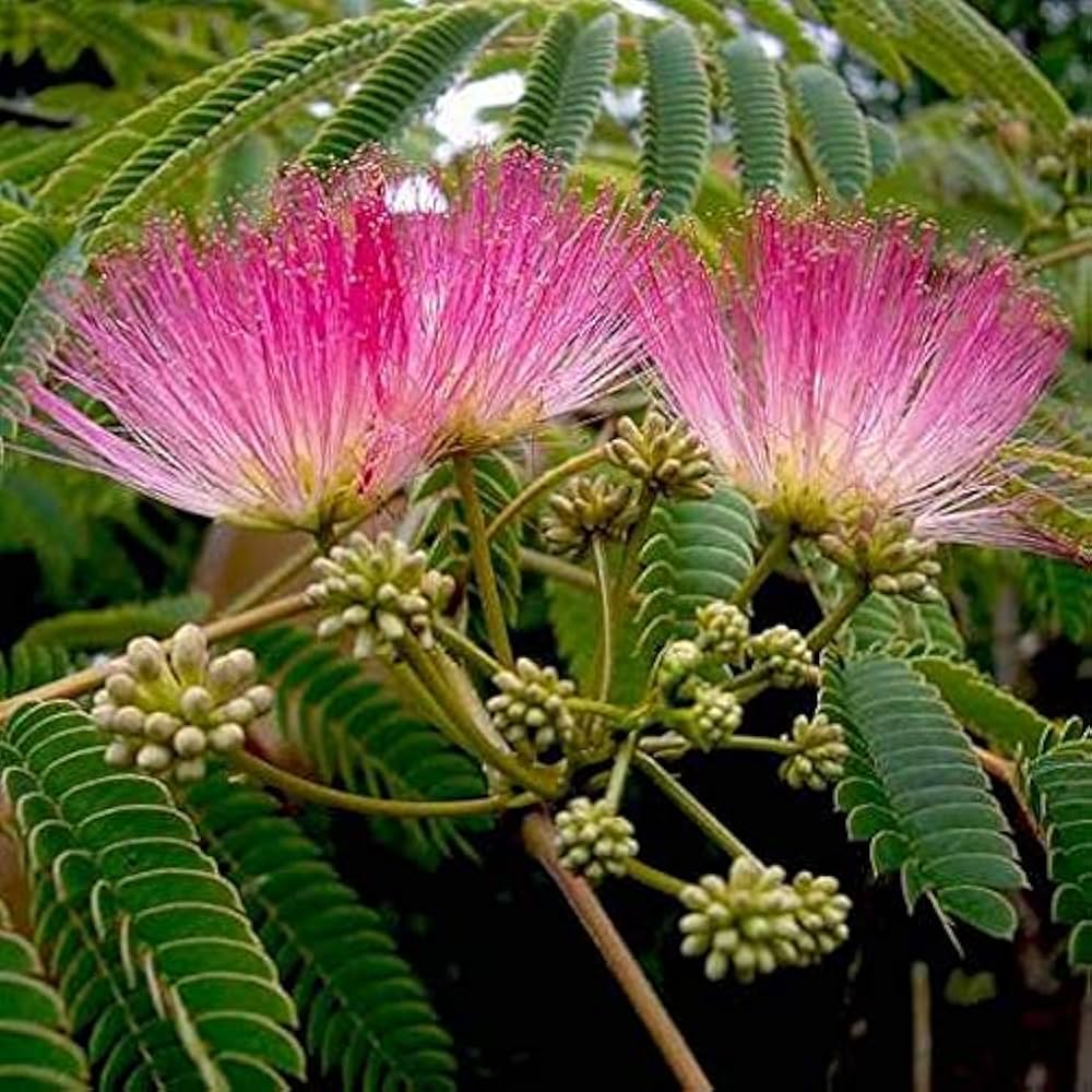 Albizia Albizia julibrissin Flower Seeds for Planting
