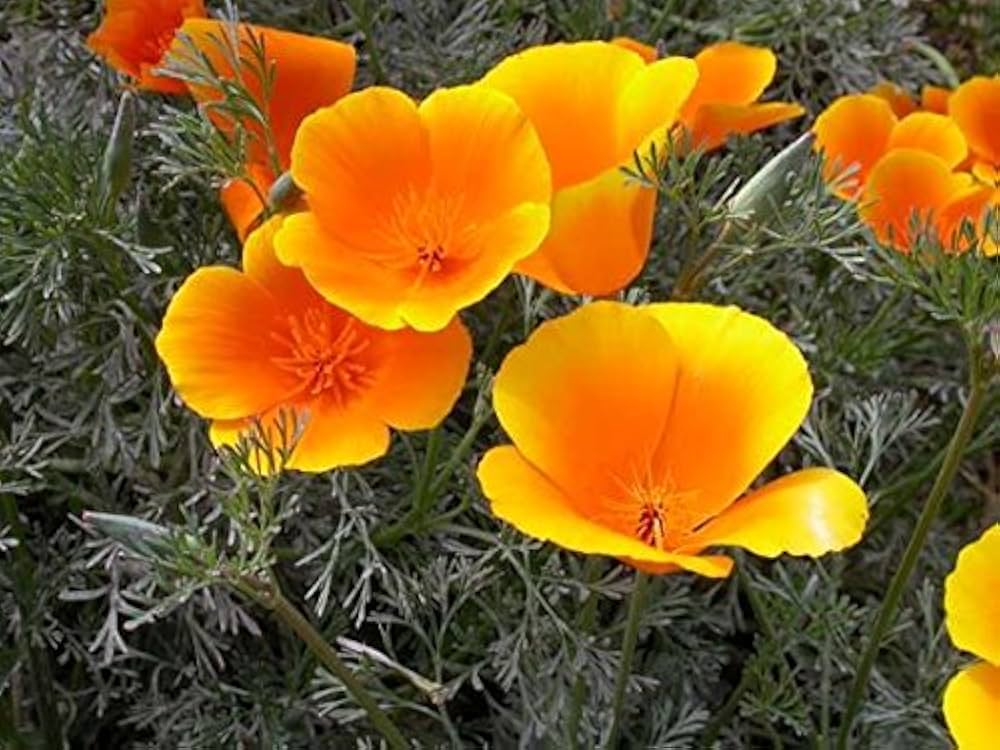 Yellow Eschscholzia Flower seeds for Planting - Colorful Display, Heirloom & GMO Free Seeds for Home Garden