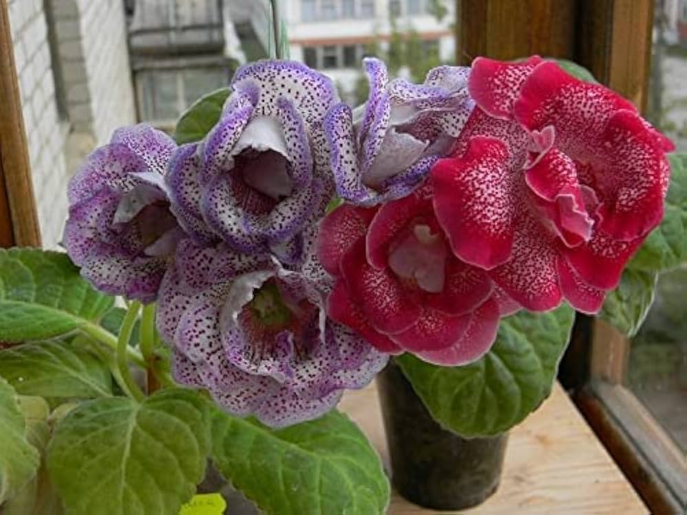 Mixed Gloxinia Gloxinia spp. Flower Seeds for Planting in Flower Bed