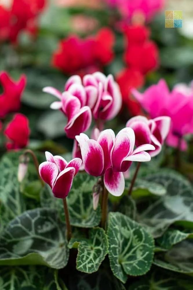 Red White Cyclamen Flower seeds for Planting - Seasonal Bloomer, Heirloom & GMO Free Seeds for Home Garden
