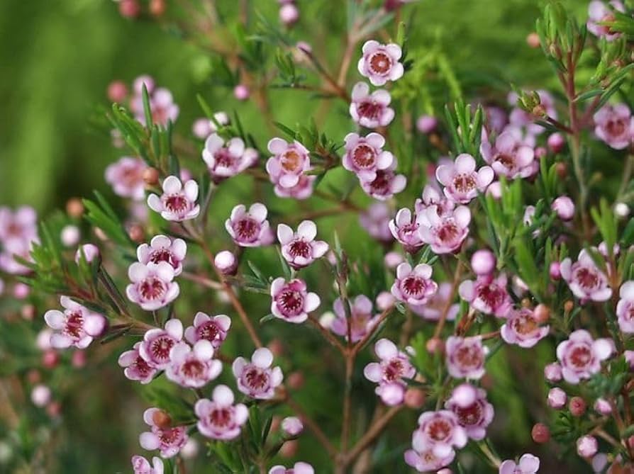 Mischfarbe Geraldton Wachsblume Eremophila spp. Seeds for Planting in Flower Bed
