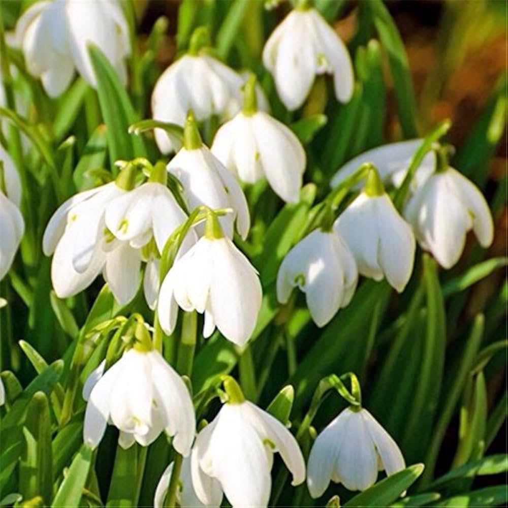 Common Snowdrop Galanthus Nivalis Seeds