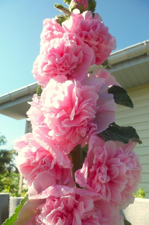 Salmon Giant Hollyhock Seeds for Tall, Elegant Salmon Blooms