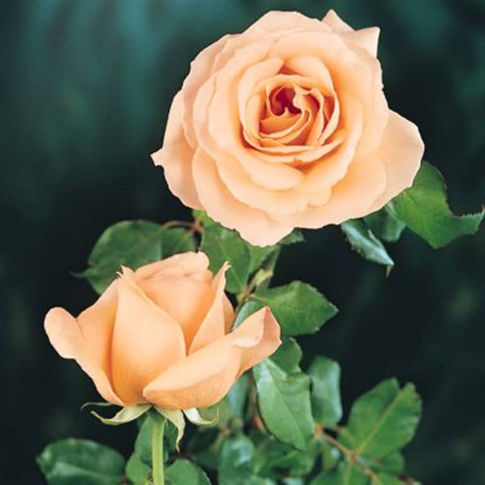 Rose Rosa spp. Seeds for planting in flower bed