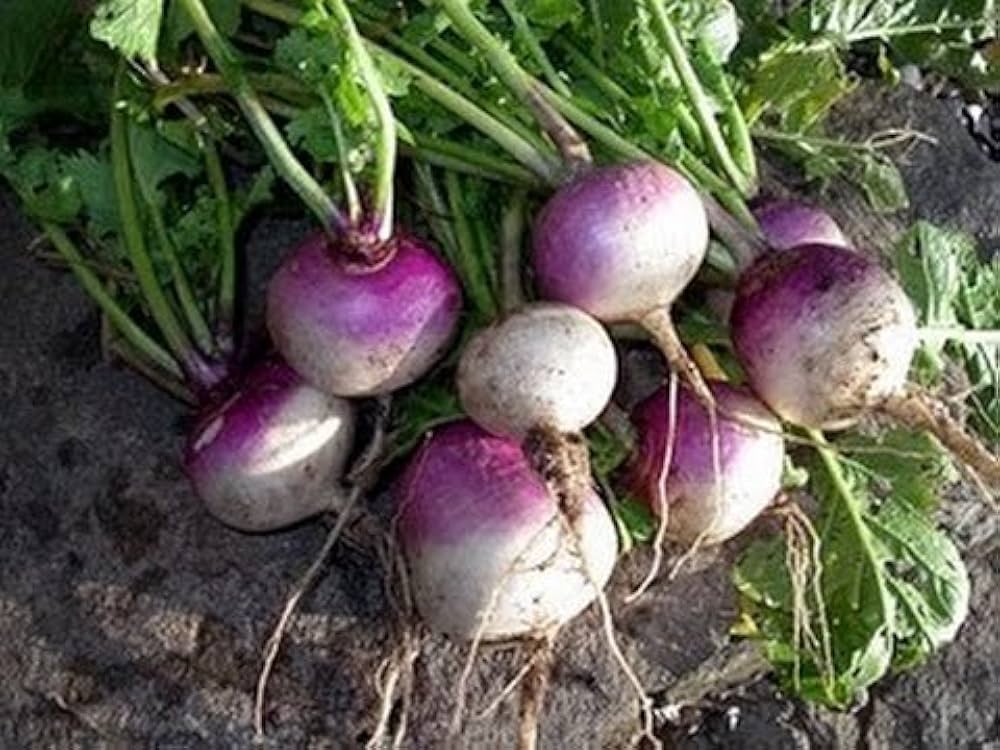 Purple Rutabaga Seeds for Vegetable Planting