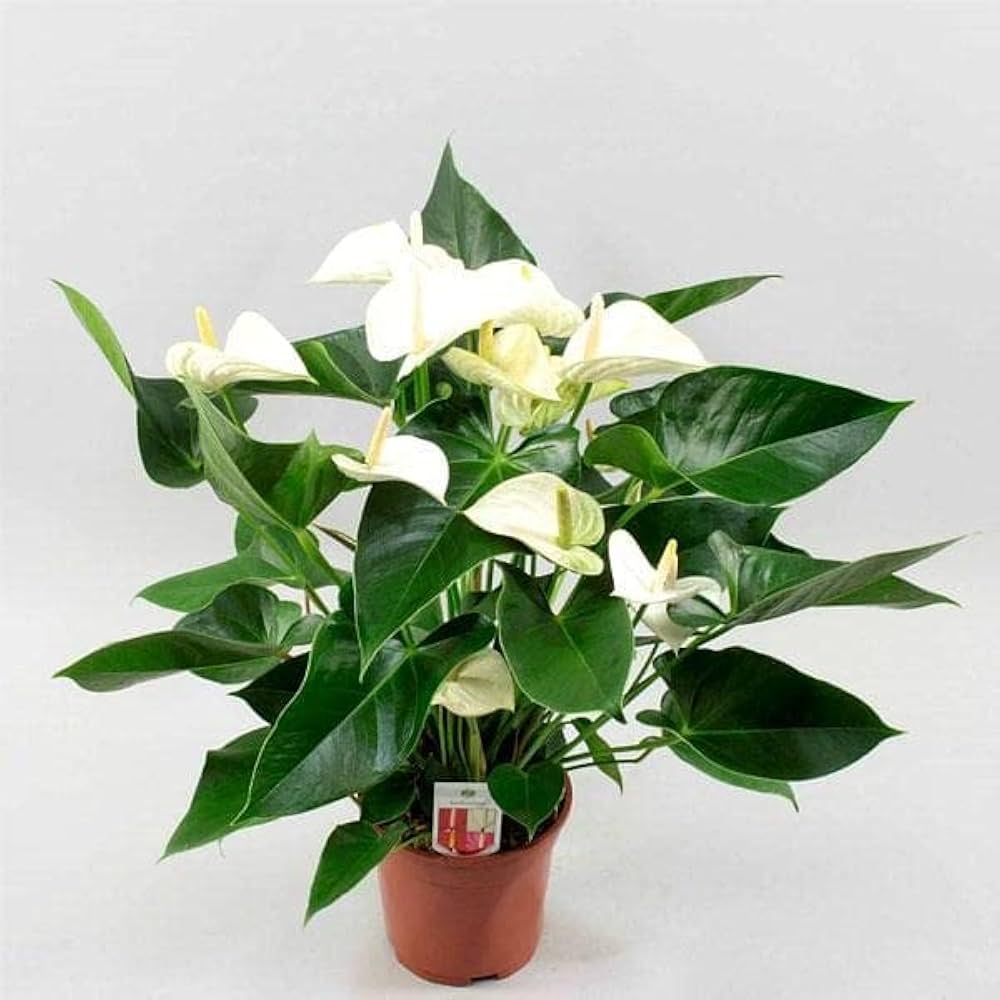 Anthurium Andraeanu White Seeds for Planting - Ideal for Home Gardens and Indoor Decor