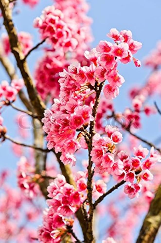 Light Pink Cerasus Perennial Flower Seeds for Planting Fragrant Blossoms Heirloom & GMO Free Seeds for Home Garden
 
 Sale