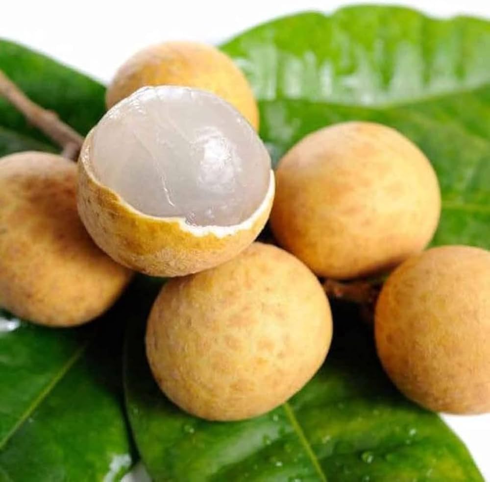 Yellow Dimocarpus Fruit Seeds for Sweet Planting"