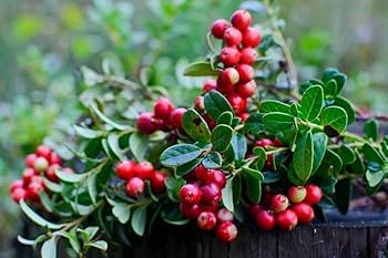 Arenado Rojo Fruit Seeds   Planting Guide
