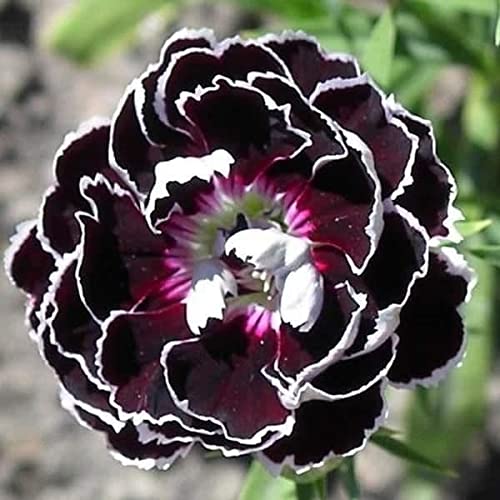 Carnations Black Flower seeds for Planting - Drought Tolerant, Heirloom & GMO Free Seeds for Home Garden