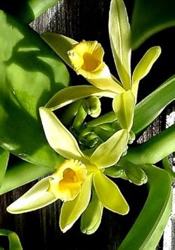 Vanilla Orchid Flower seeds for Planting - Easy to Grow, Heirloom & GMO Free Seeds for Home Garden
 
 Sale for planting in home garden