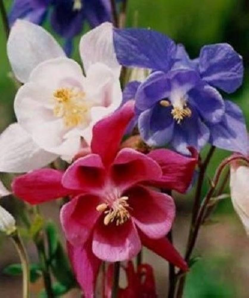 Evergrowseeds double Aquilegia Columbine flower seeds in a pack of 20 for planting and garden decoration.