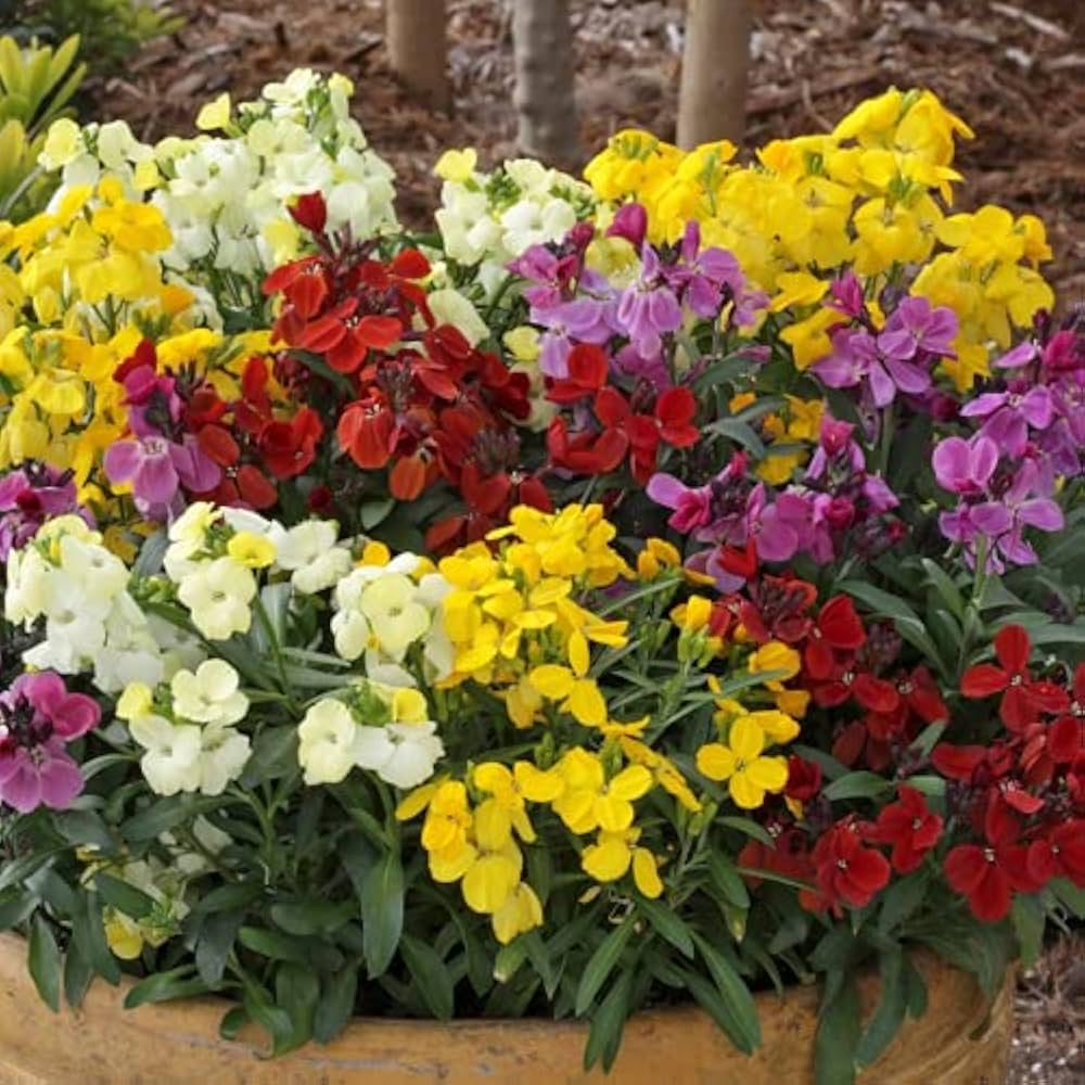 Mixed Erysimum Flower seeds for Planting - Shade Tolerant, Heirloom & GMO Free Seeds for Home Garden