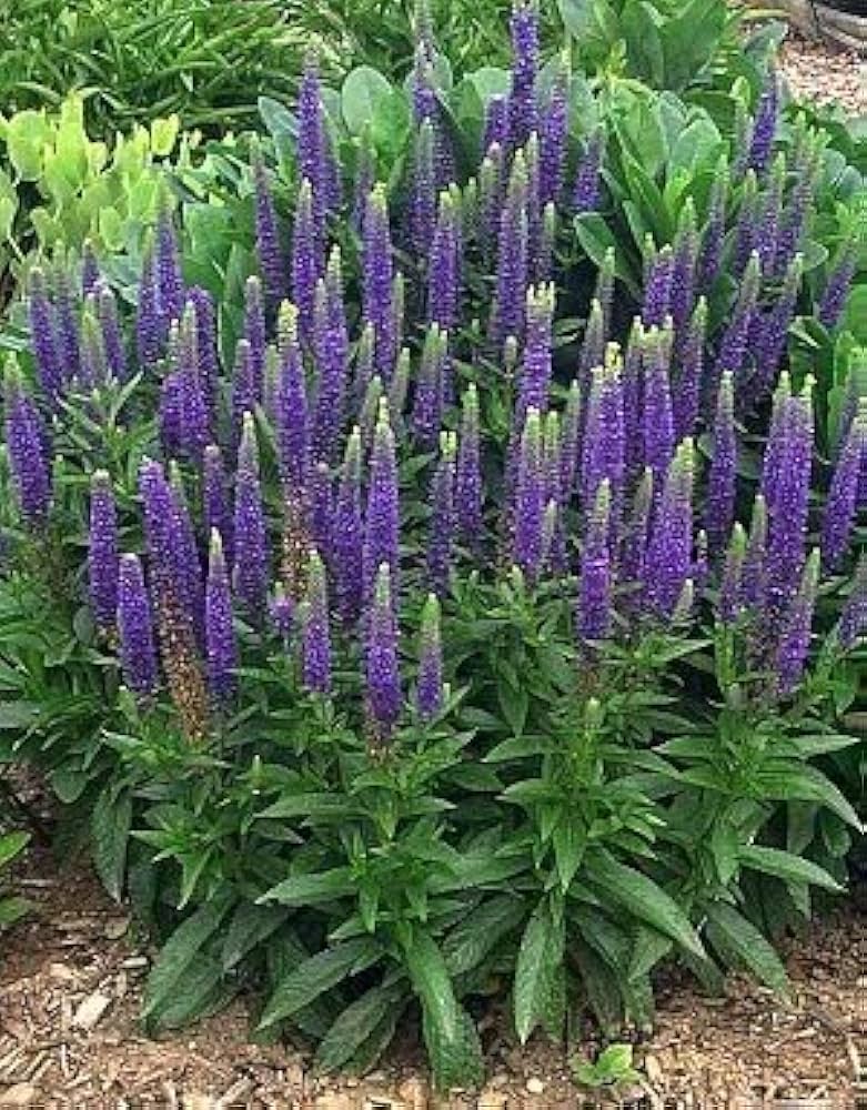 Speedwell Veronica spicata Seeds for Planting in Flower Borders