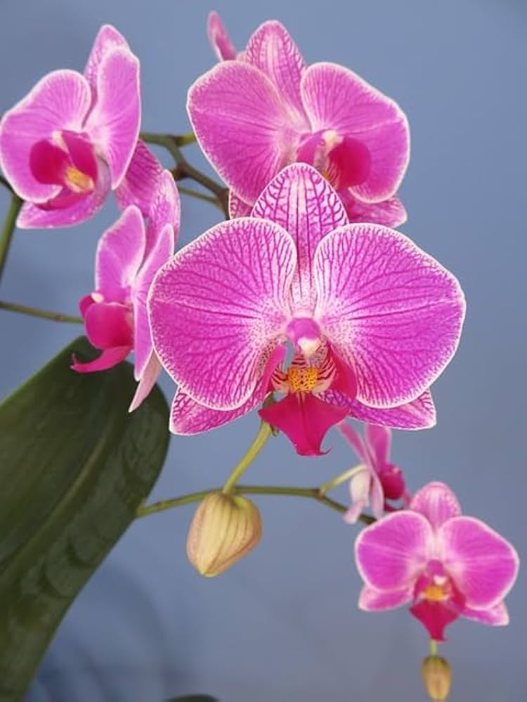 Violet Butterfly Orchid Flower seeds for Planting - Low Maintenance, Heirloom & GMO Free Seeds for Home Garden