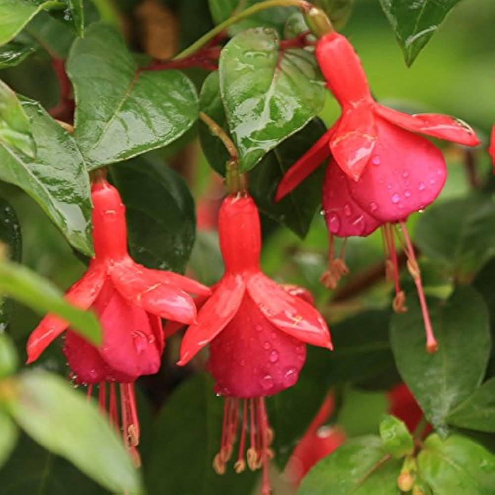 Fuchsia Bellflower Seeds for Planting Fuchsia spp. for flower beds and container gardens